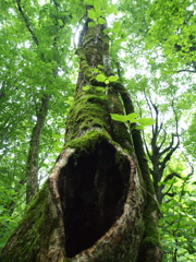 tree House