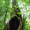 tree House