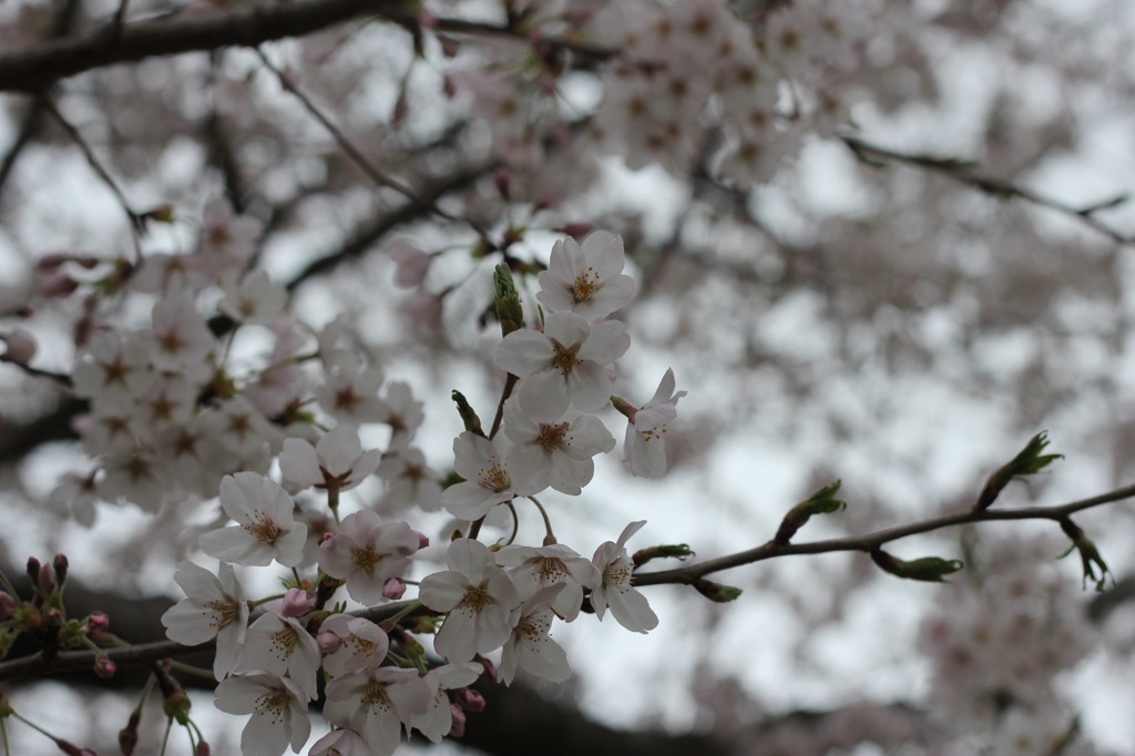 近所の桜
