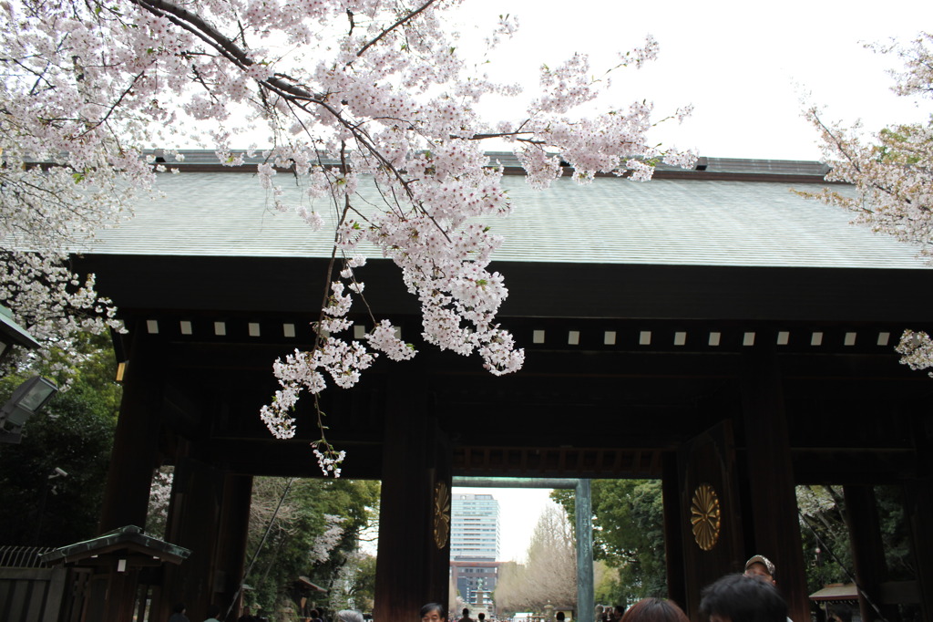 靖国と桜