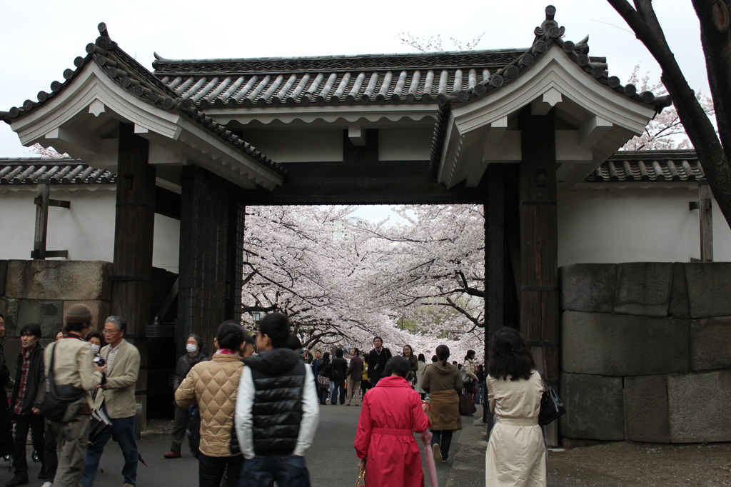 皇居と桜
