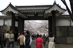 皇居と桜