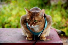 猫さん