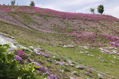 芝桜