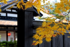 紅葉