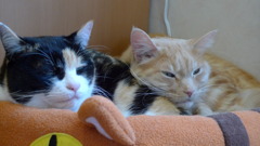 ねこ