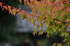 秋にかけて成熟