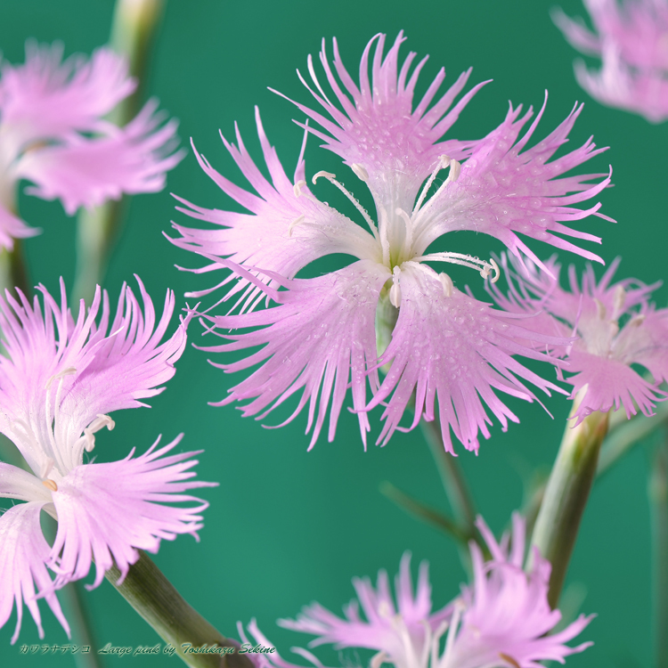 花写真<2014-35＞＊カワラナデシコ