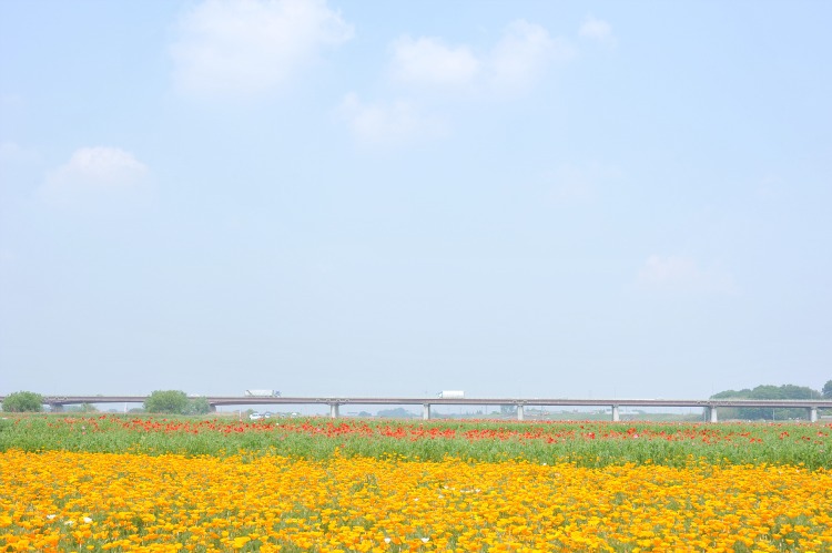 此岸からの風景＜2011-7＞＊ポピー畑・鴻巣市原馬室付近