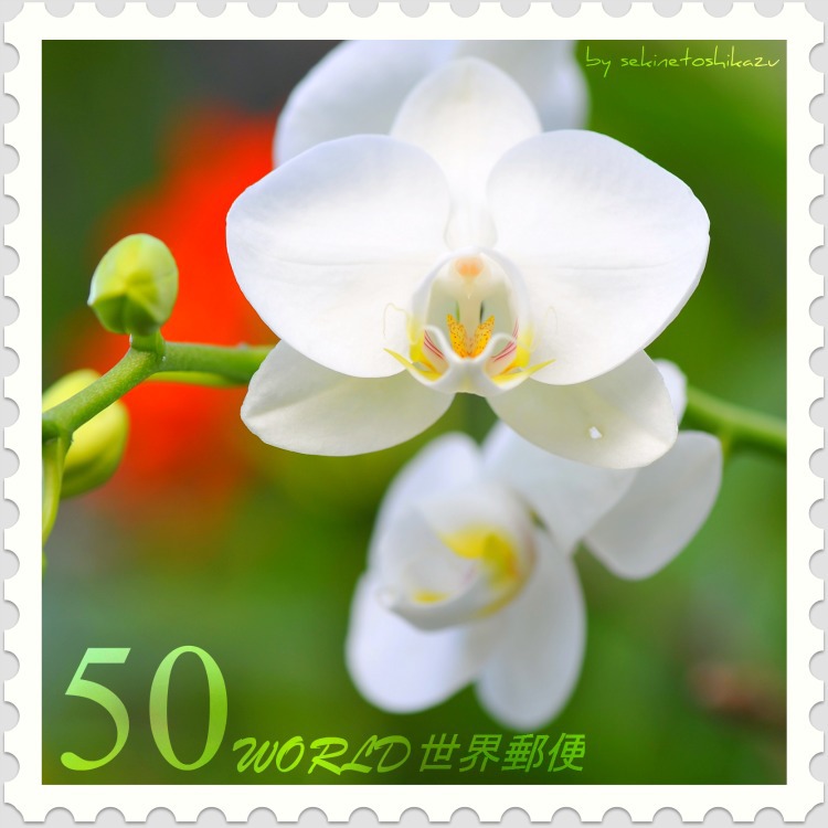 花切手＜2012-9＞＊胡蝶蘭