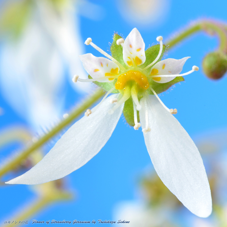 花写真＜2014-46＞＊ユキノシタの花