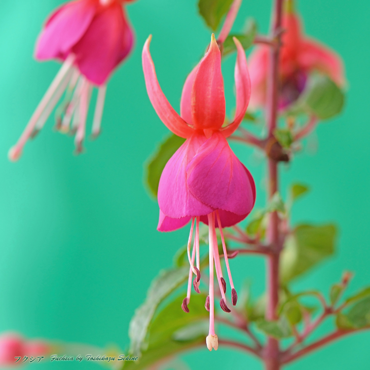 花写真＜2014-48＞＊フクシア