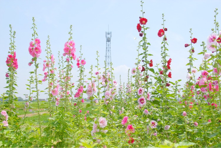 此岸からの風景＜2011-3＞＊タチアオイ・川島町付近