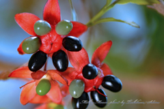 ミッキーマウスの木