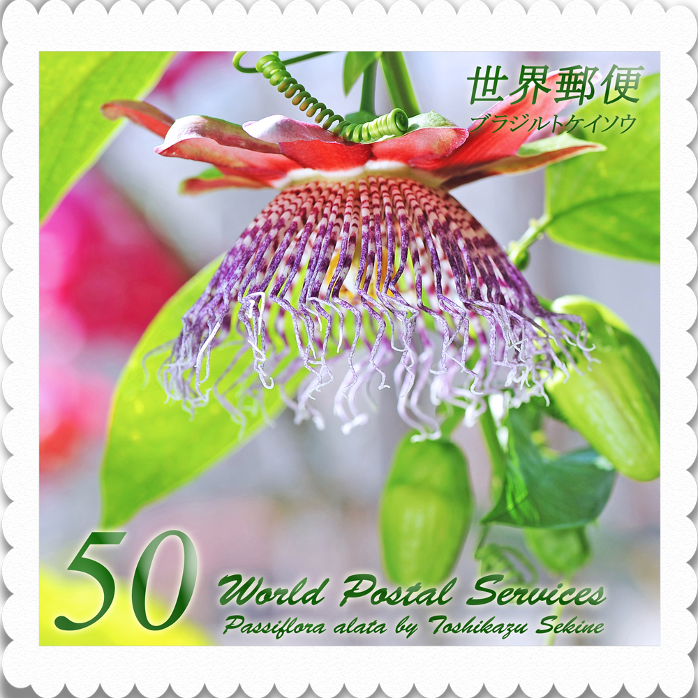 ブラジルトケイソウ