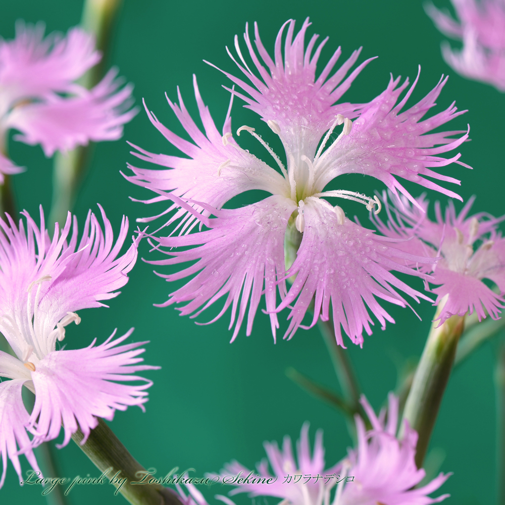 カワラナデシコ