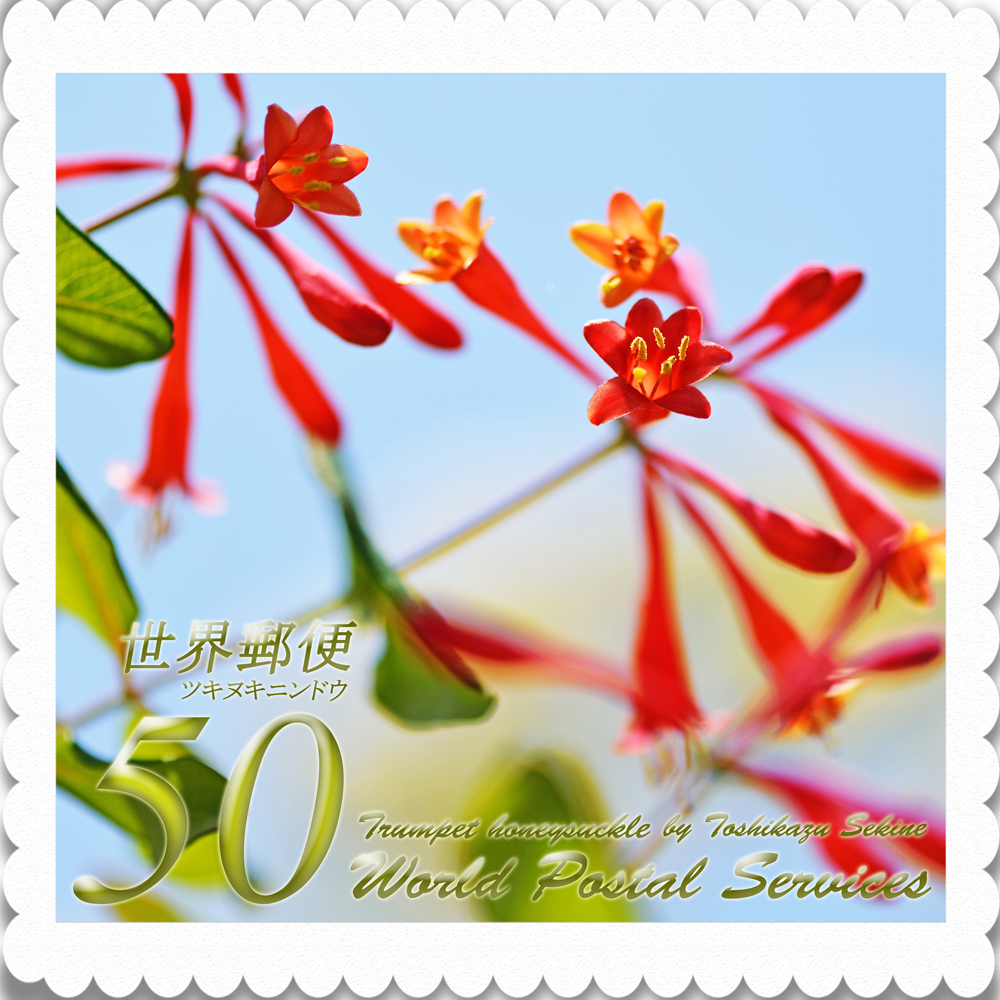 ツキヌキニンドウ