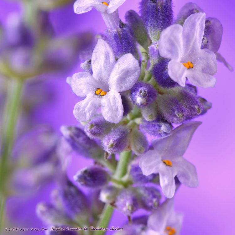 花写真＜2014-47＞＊イングリッシュラベンダー