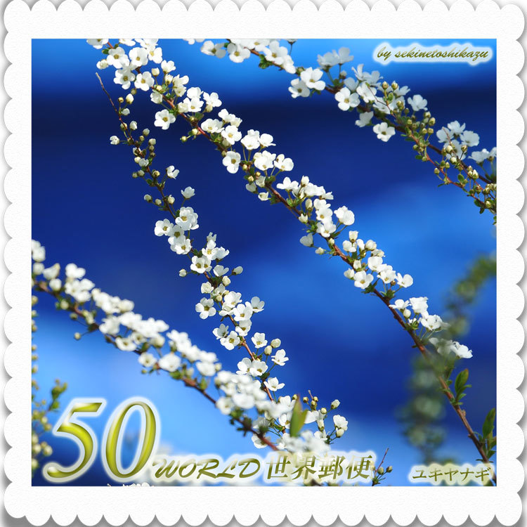 花切手＜2012-23＞＊ユキヤナギ