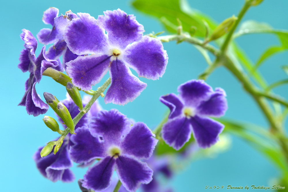 花写真＜2014-39＞＊ジュランタ
