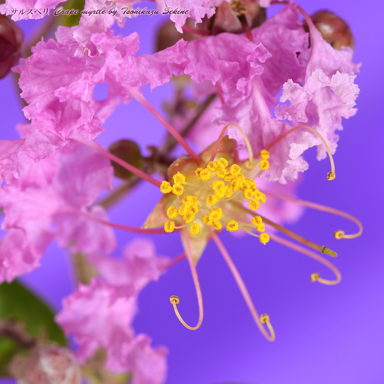 花写真＜2014-49＞＊サルスベリ