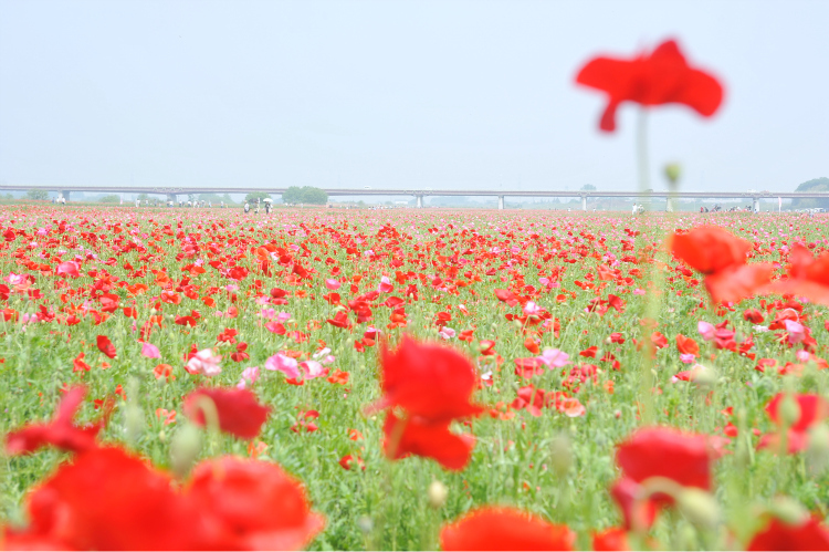 此岸からの風景＜2011-6＞＊ポピー畑・鴻巣市原馬室付近