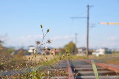 写真日記＜ 2013-11-20＞＊旧安比奈線