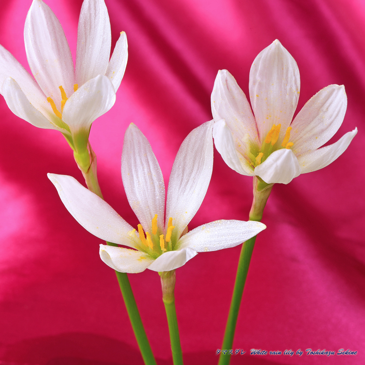 花写真＜2014-50＞＊タマスダレ