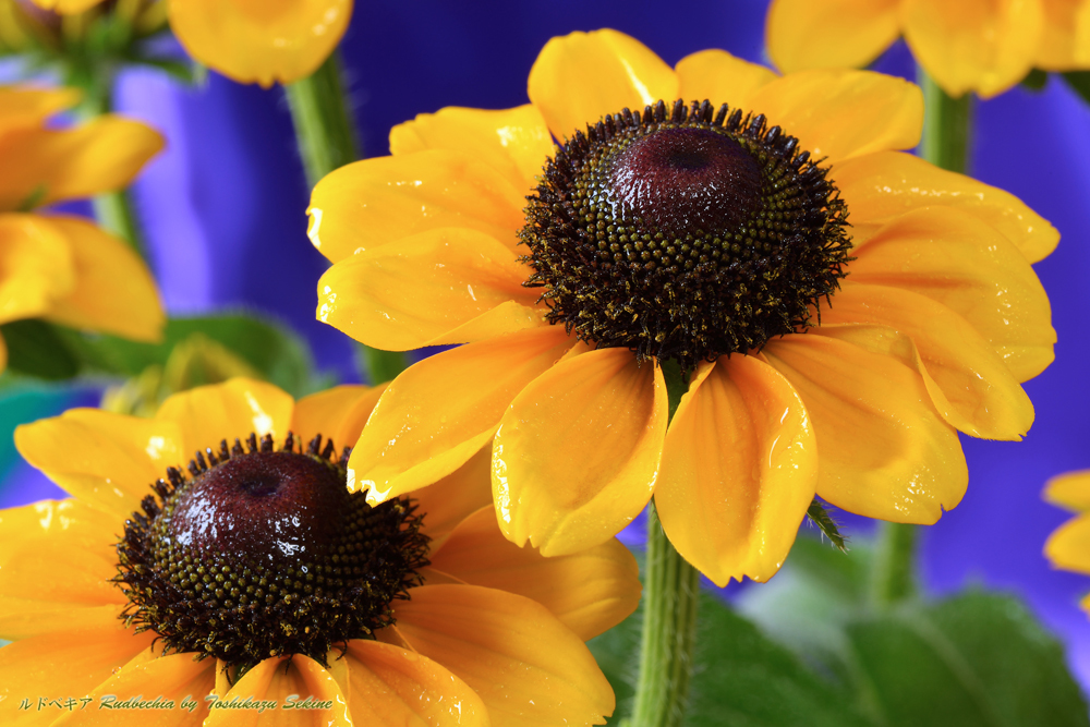 花写真＜2014-44＞＊ルドベキア