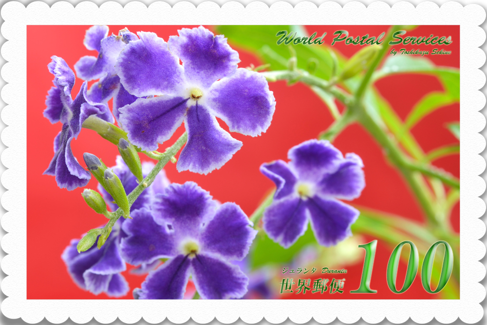 花切手＜2014-25＞＊ジュランタ