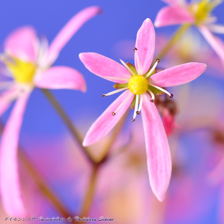 花写真<2014-65＞＊ダイモンジソウ