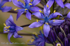 シラーベルビアナ