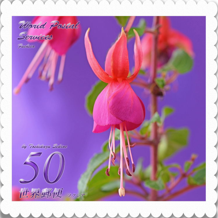 花切手＜2014-29＞＊フクシア