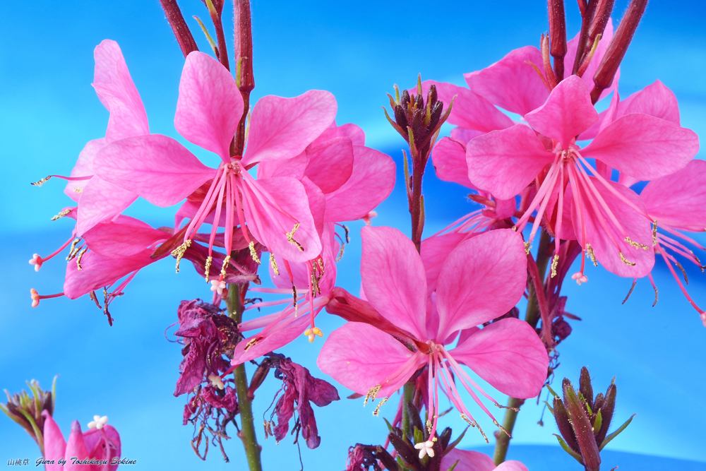 花写真＜2014-38＞＊ガウラ＝山桃草