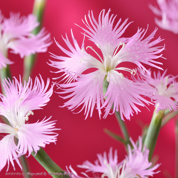 花写真<2014-36＞＊カワラナデシコ