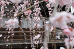 110309花