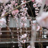 110309花