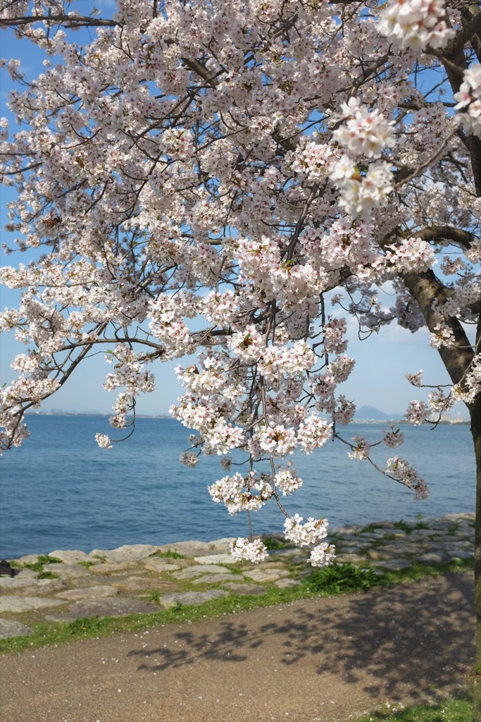 琵琶湖岸の桜