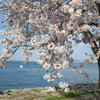 琵琶湖岸の桜