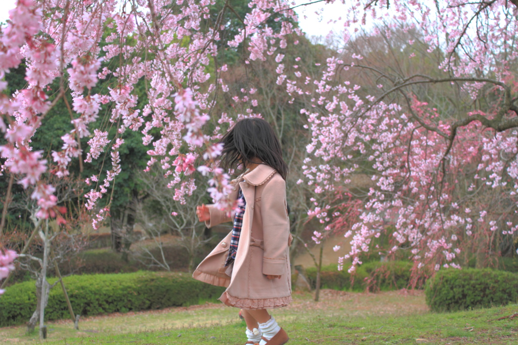 桜の中で