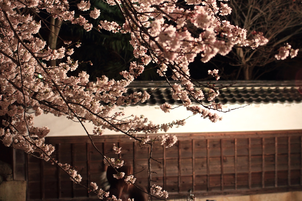 夜桜