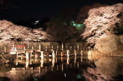 彦根城の桜