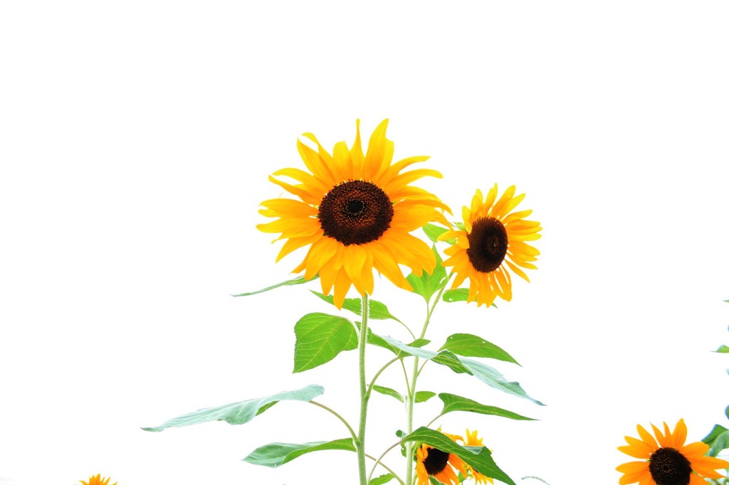 真夏の花