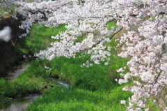 お花見散歩