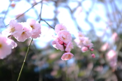 春よ来い