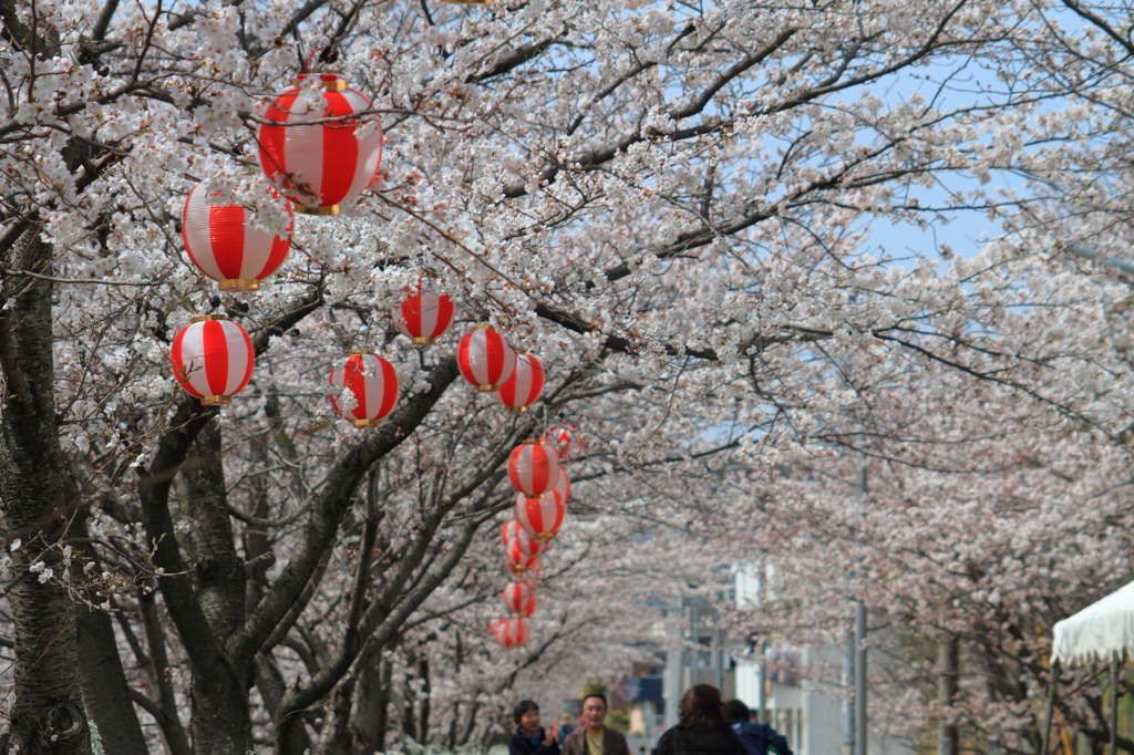 桜の季節