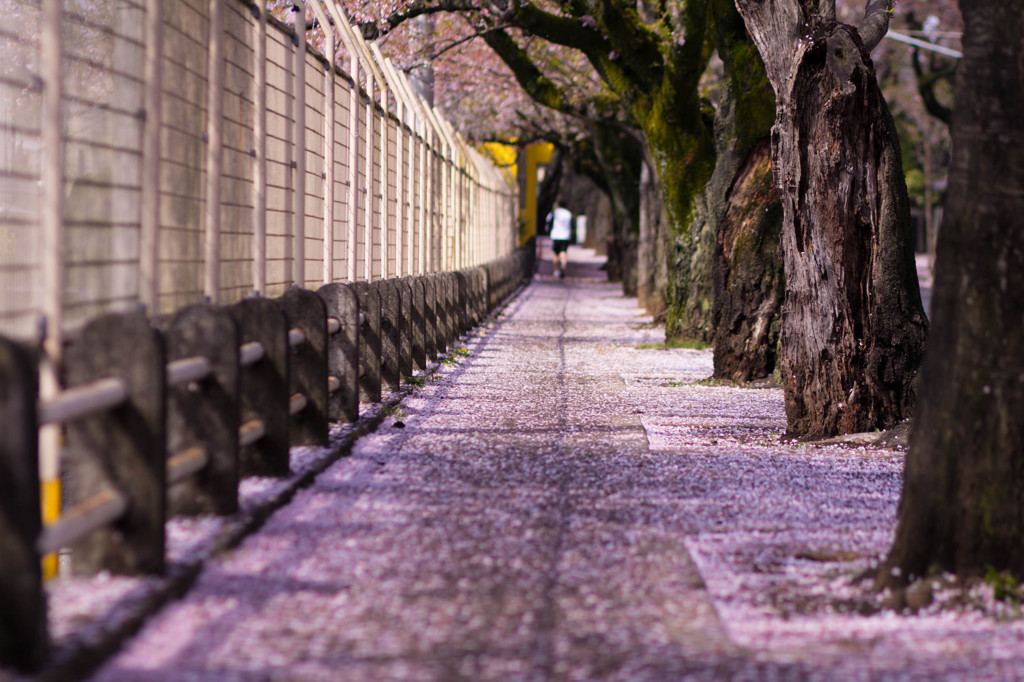 桜の歩道