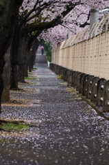 雨の桜道