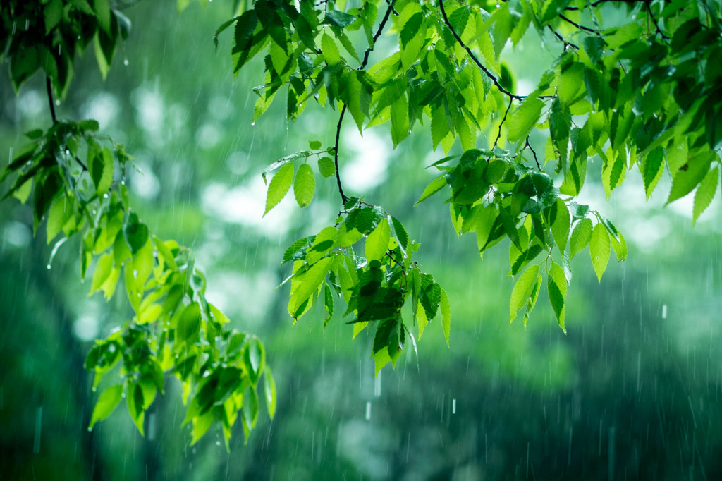 Rainy Day