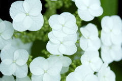 ６月の花嫁達